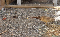 Pheasants poultry for sale: Golden pheasant  - Image 1