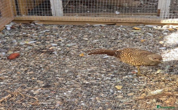 Pheasants poultry - Advert 1