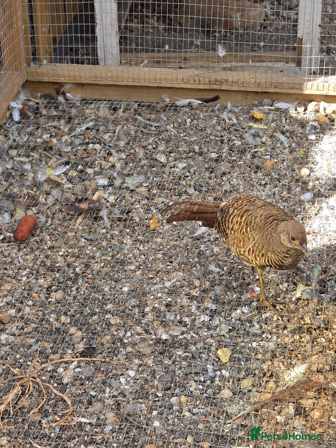 Pheasants poultry for sale: Golden pheasant  - Image 1