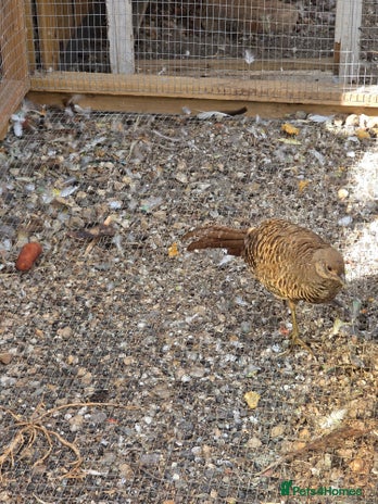 Pheasants poultry - Advert 6