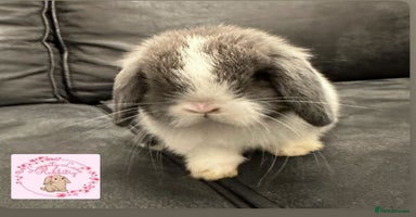 Mini Lop rabbits - Advert 9