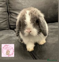 Mini Lop rabbits - Advert 4
