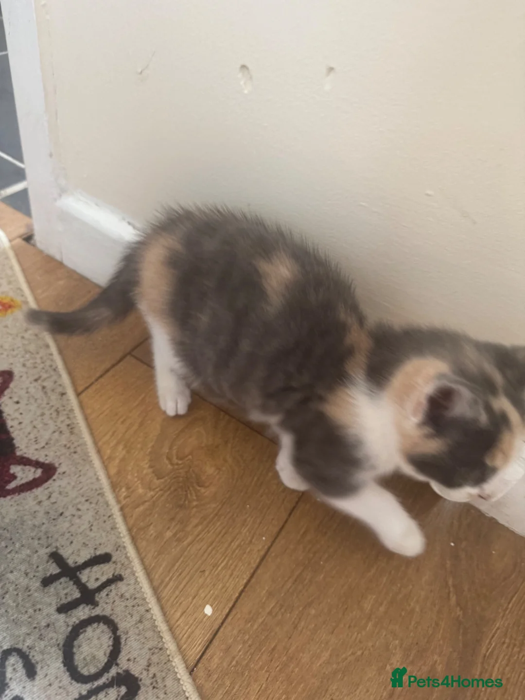 Mixed Breed cats for sale: Beautiful mixed unique kittens - Advert 40