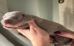 Dachshund dogs for sale: Stunning miniature dauchound puppies  - Advert 6