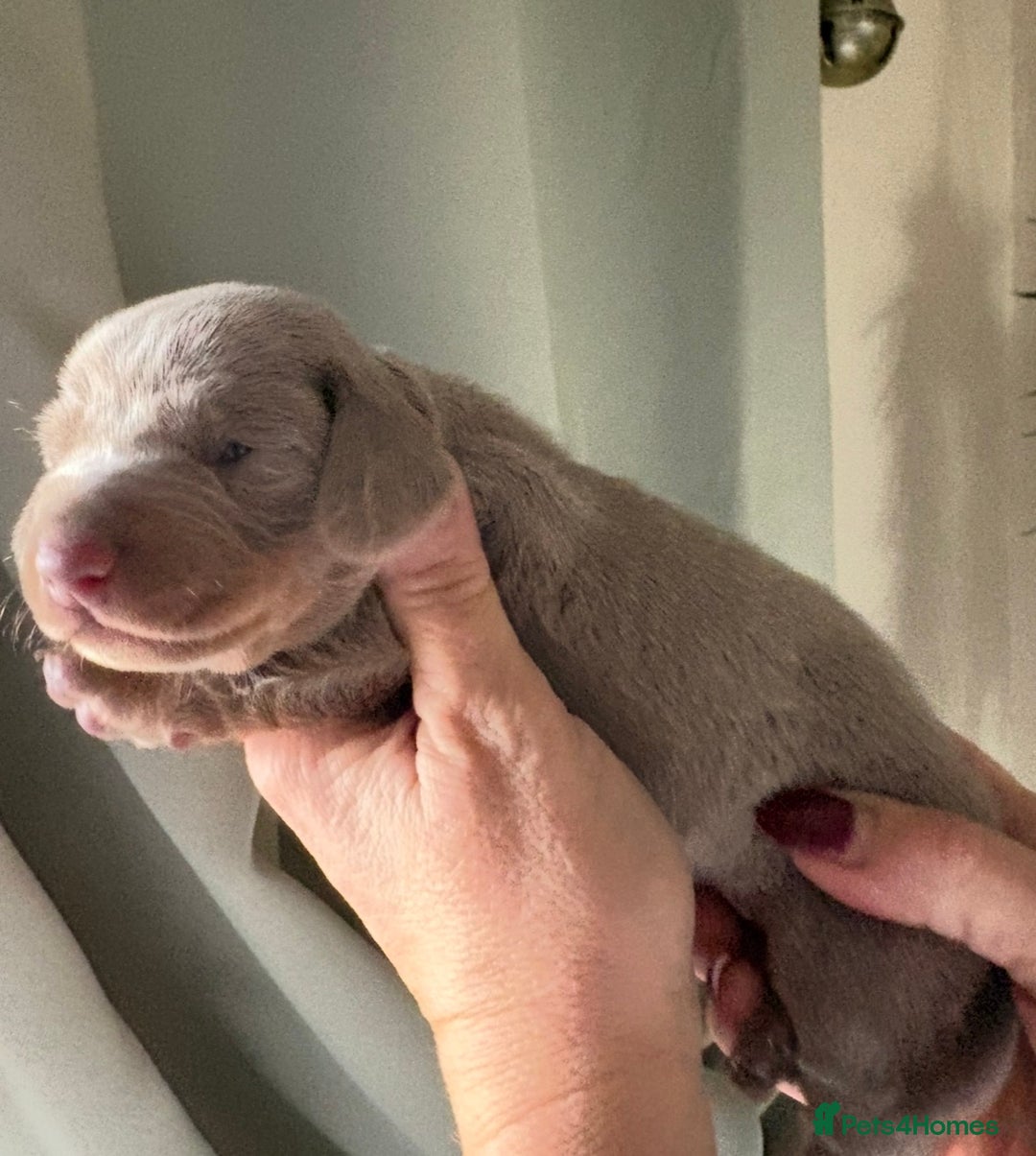 Dachshund dogs for sale: Stunning miniature dauchound puppies  - Advert 6