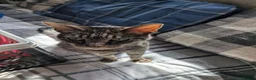 Mixed Breed cats for sale: Petite tabby cat  in Andover - Advert 3