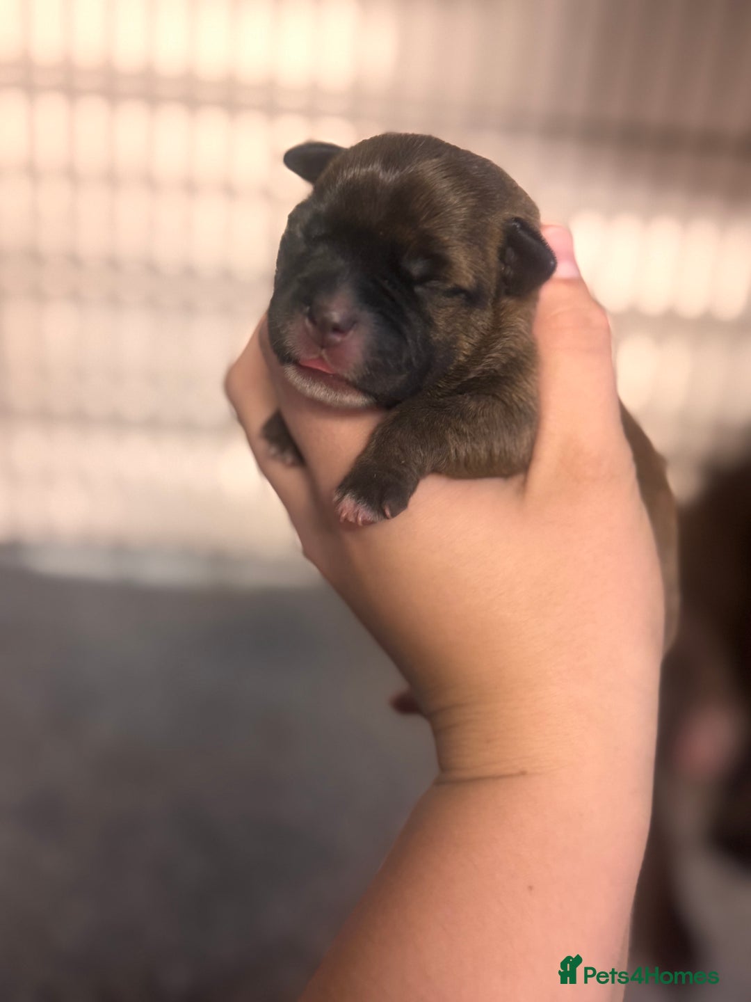 Staffordshire Bull Terrier dogs for sale: KC Staffordshire Bull Terrier - Image 17