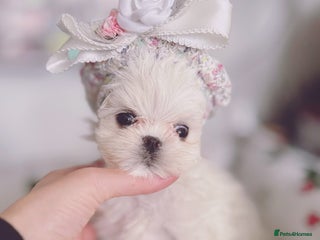 Maltese dogs 🩷Exclusive 🧬 DNA Tested 🧬 Full Korean Maltese🩵 - Advert 3