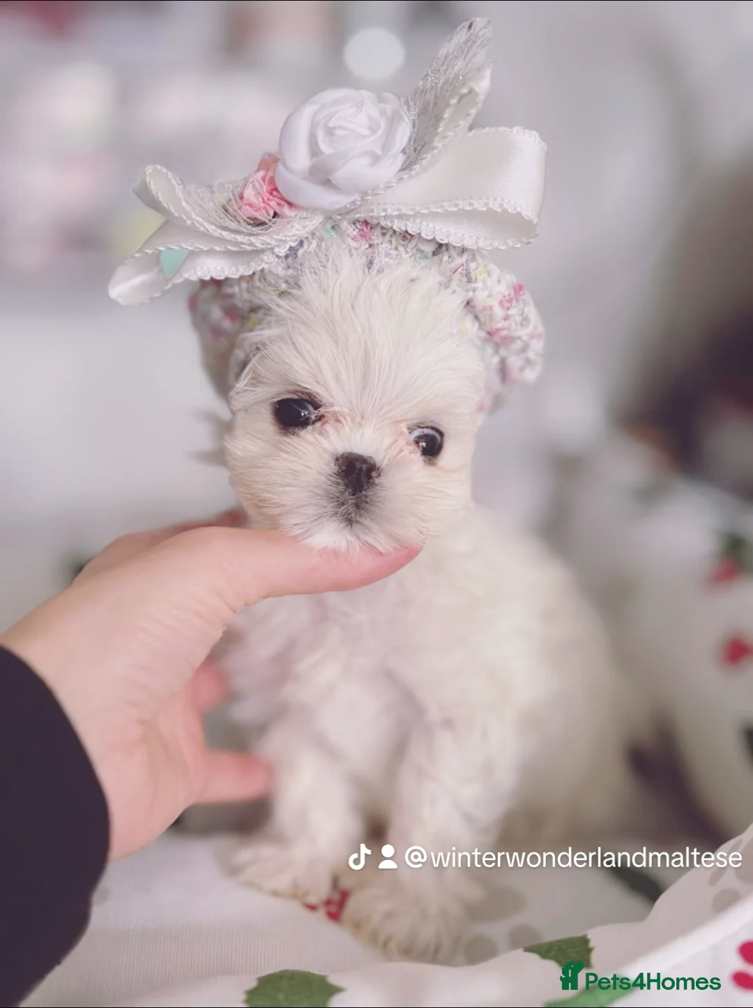 Maltese dogs for sale: 🩵Full Korean Line Maltese Boy🩵 - Advert 5