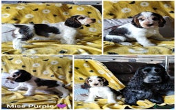 Cocker Spaniel dogs for sale: KC English Show Type Cocker Spaniel Puppies  - Image 4