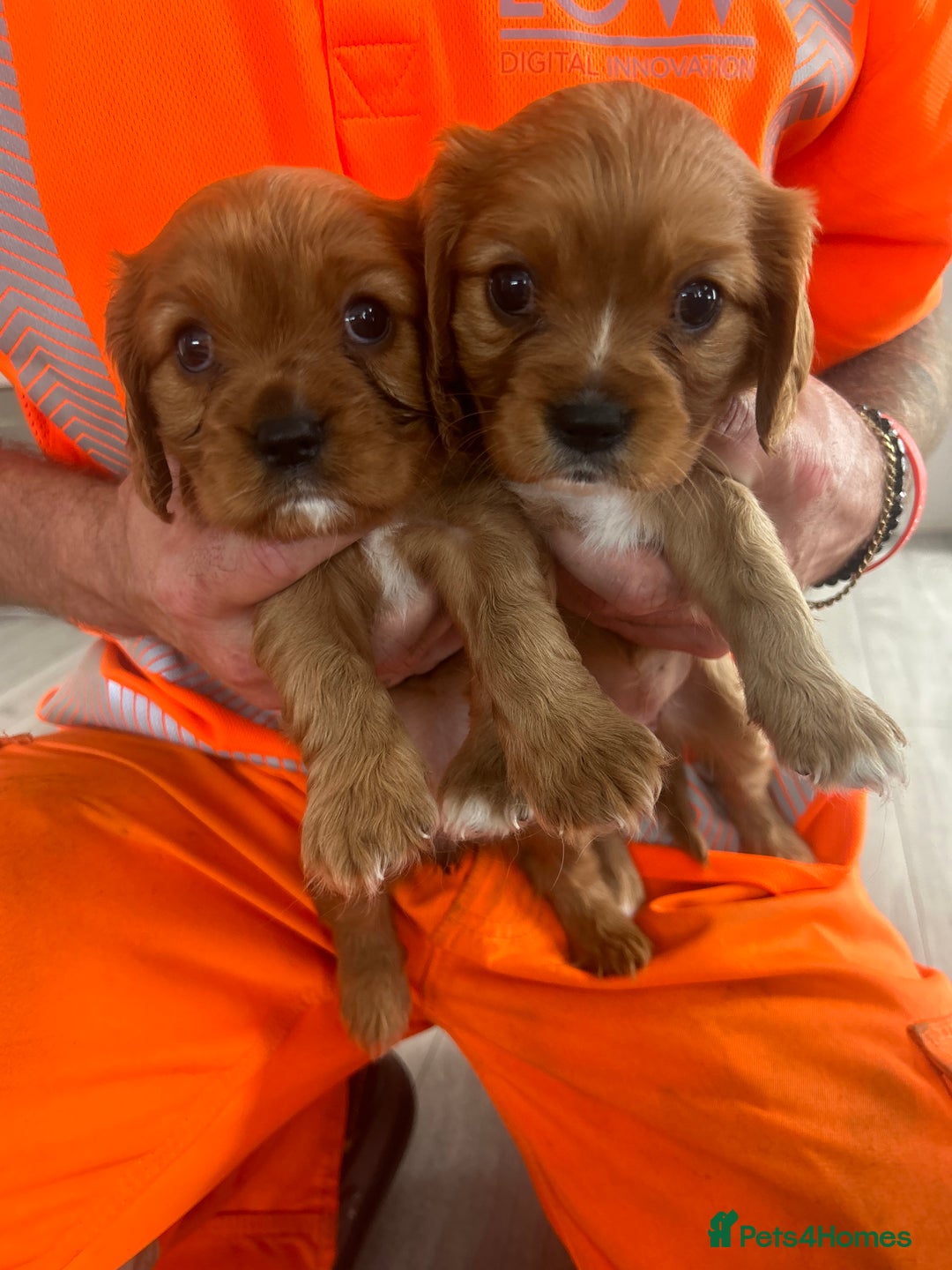 Cavalier King Charles Spaniel dogs for sale: Ruby cavalier king charles - Image 3