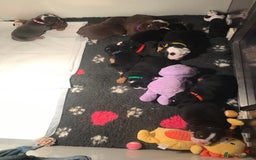 Olde English Bulldogge dogs for sale: Olde english bulldogge puppies  - Advert 9