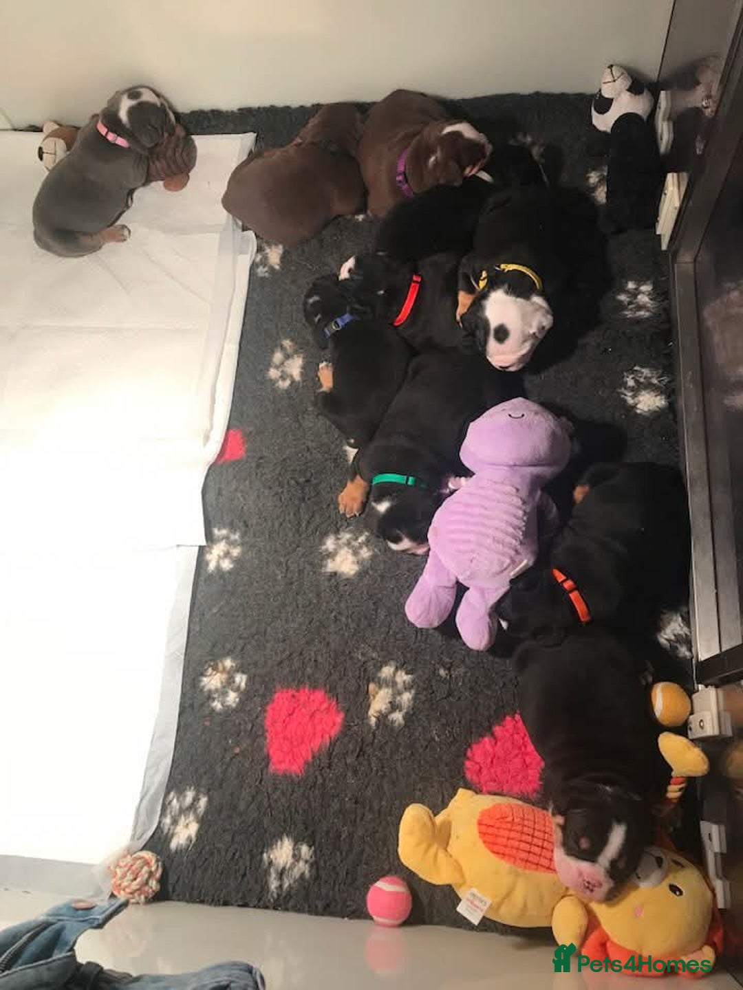 Olde English Bulldogge dogs for sale: Olde english bulldogge puppies  - Advert 9