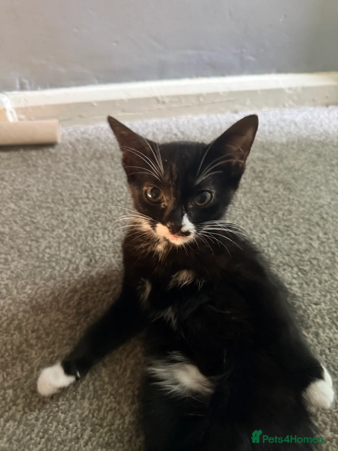 British Longhair cats for sale: Female kitten in Bedford - Advert 2