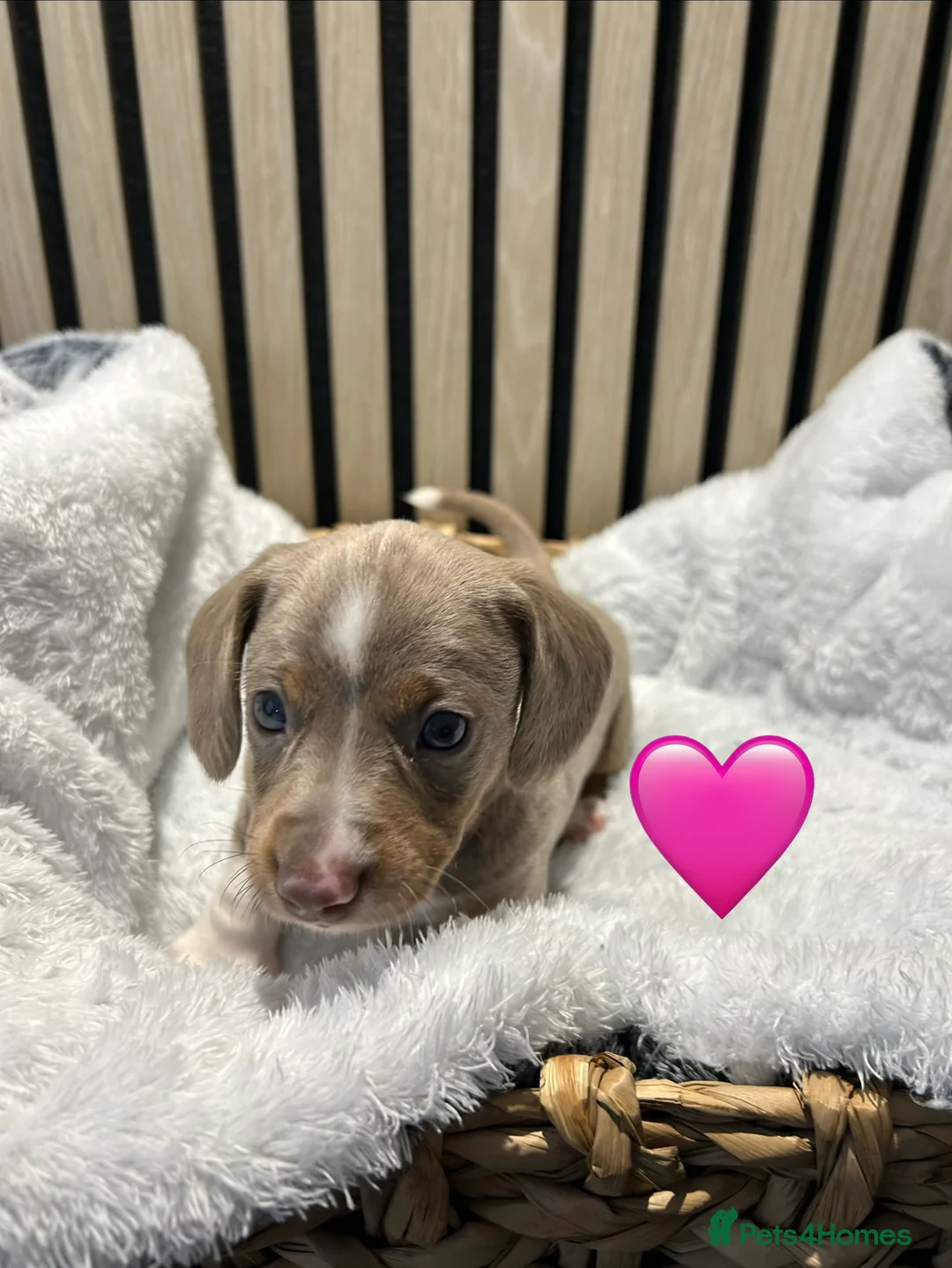 Miniature Dachshund dogs for sale: 4 beautiful miniature dachshund puppies - Advert 9