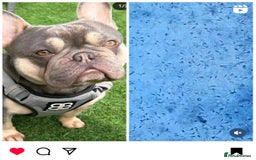 French Bulldog dogs for stud: LOKI “THE SON OF MISCHIEF” lilac Tan  in Coatbridge - Image 15