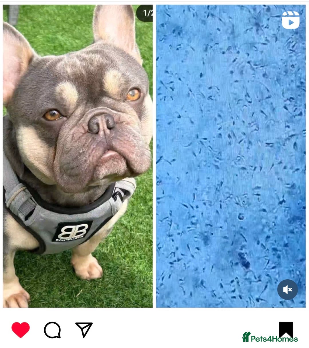 French Bulldog dogs for stud: LOKI “THE SON OF MISCHIEF” lilac Tan  in Coatbridge - Image 15