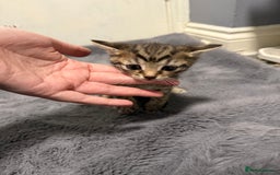 Mixed Breed cats for sale: Mixed kittens 4 males  - Image 11