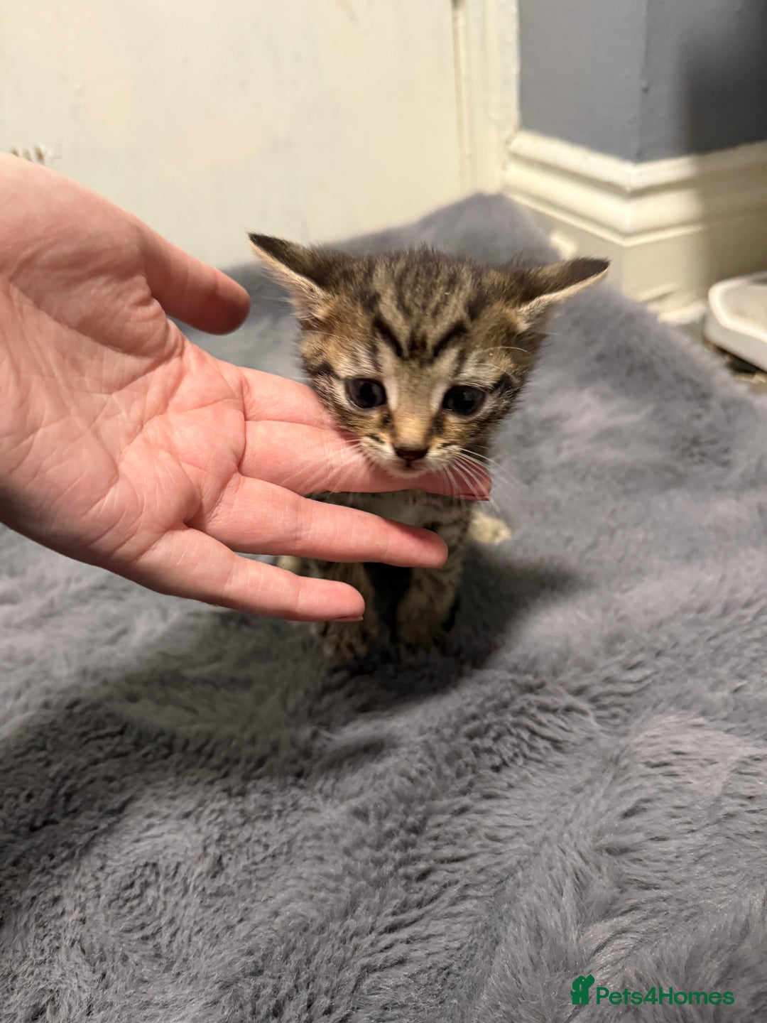 Mixed Breed cats for sale: Mixed kittens 4 males  - Image 11