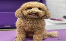 Toy Poodle dogs for sale: Fully trained red toy poodle - Image 3