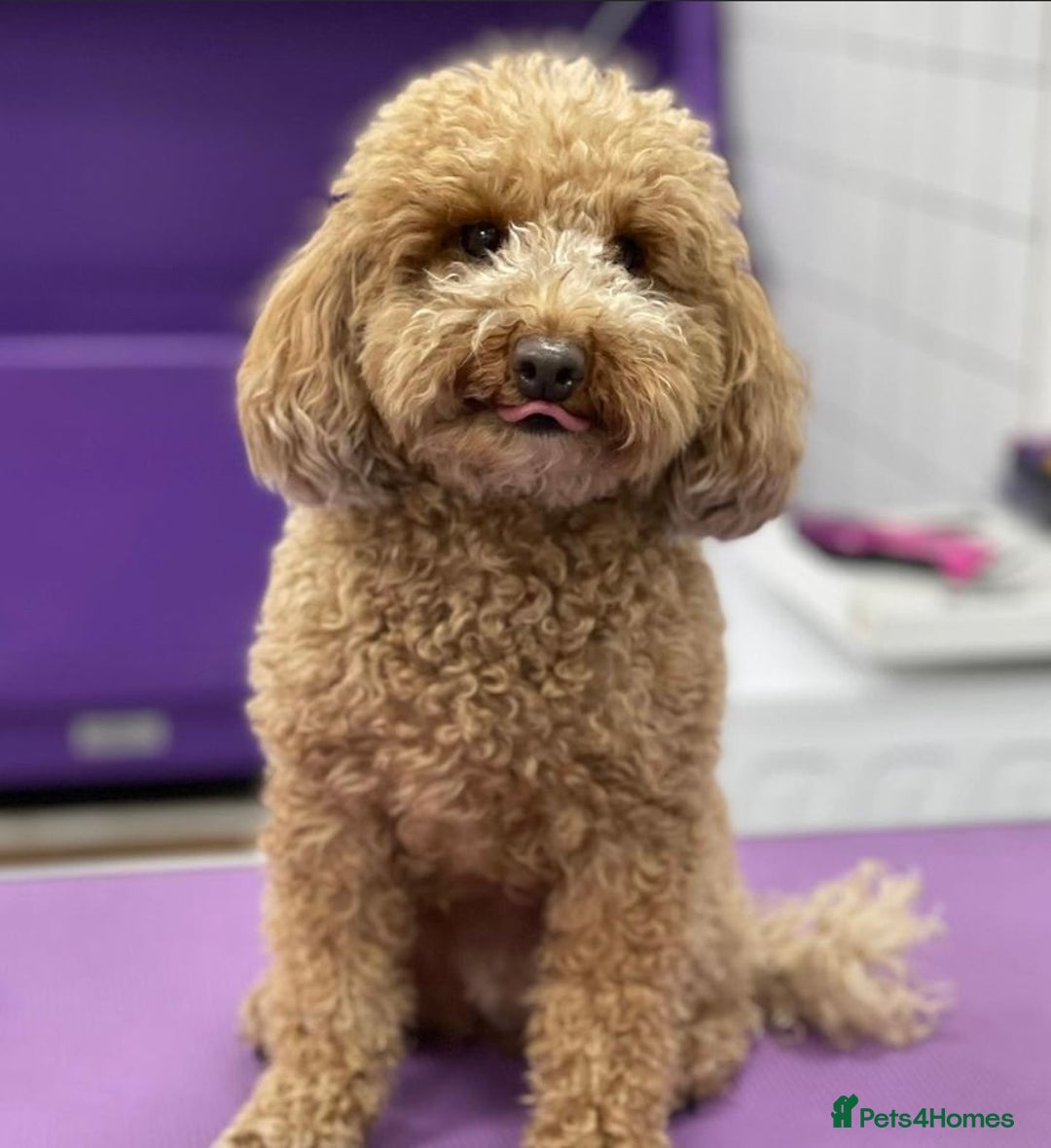 Toy Poodle dogs for sale: Fully trained red toy poodle - Image 3