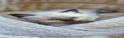 Ragdoll cats for sale: Ragdoll kittens *one female left* - Advert 9