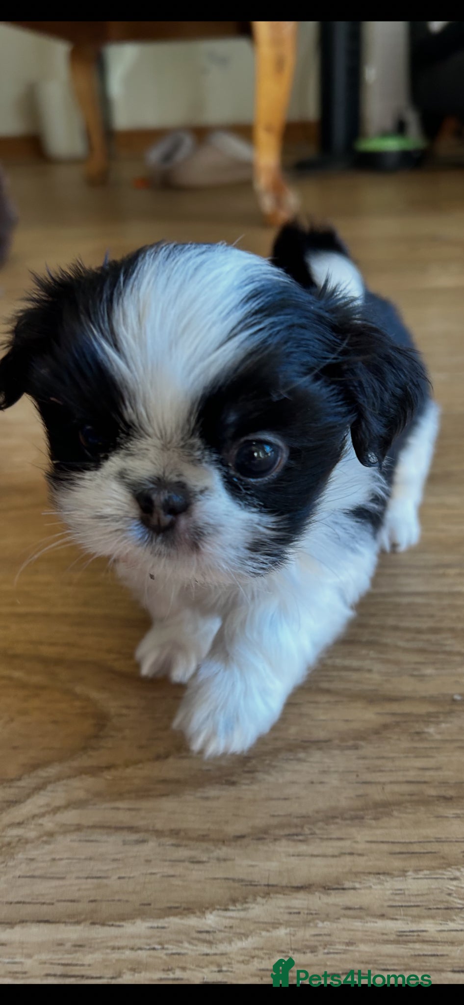 Shih Tzu dogs Quality dobie litter of KC imperial Shih Tzus  - Advert 2