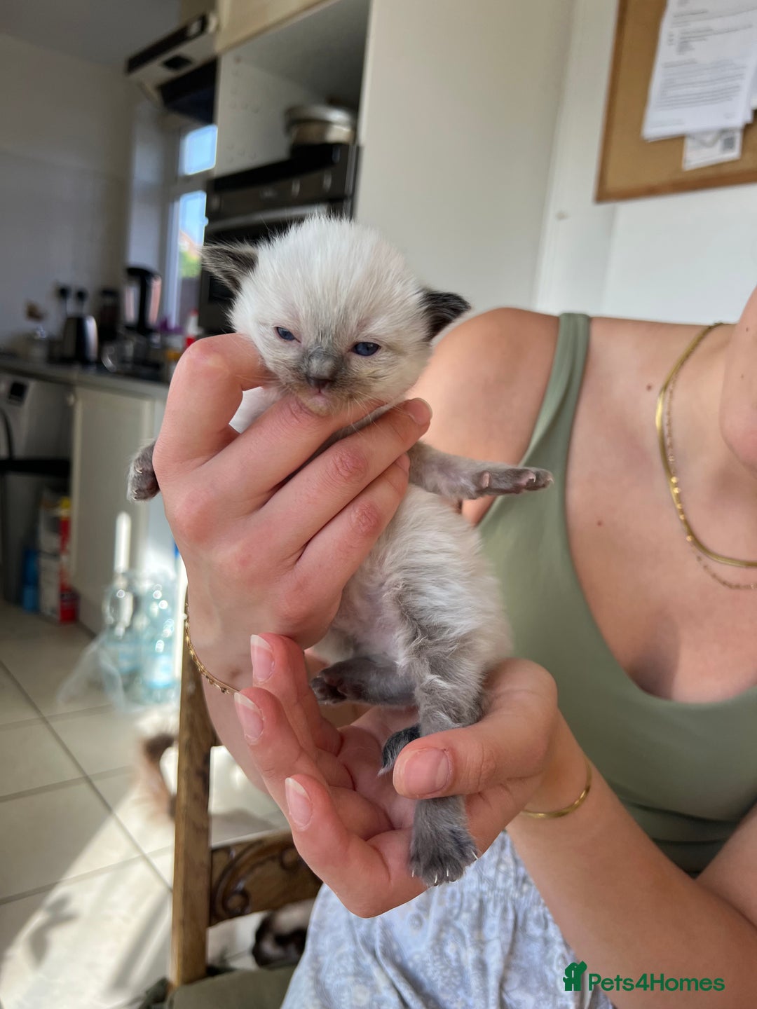 Ragdoll cats for sale: 💖Purebred Beautiful Chocolate Ragdoll Kittens.💖 - Image 8