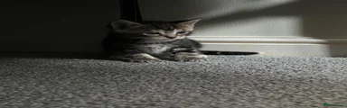 American Wirehair 1