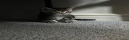 American Wirehair cats for sale: American wirehair/Long hair kittens for sale  - Advert 12