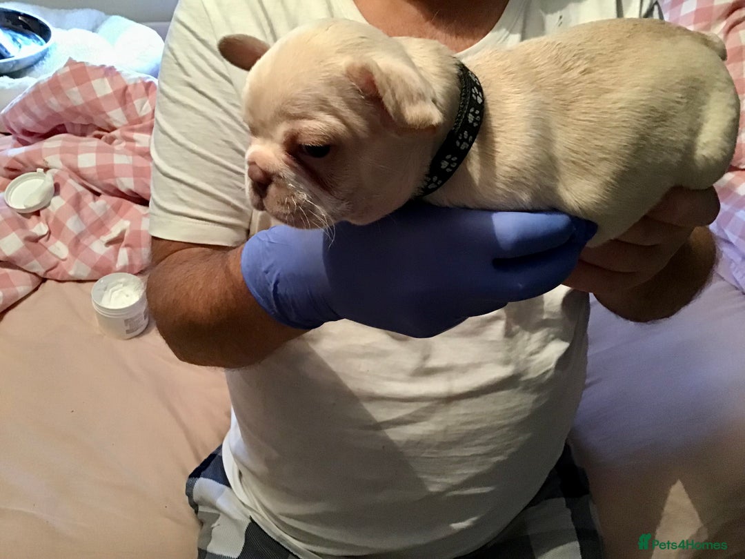 French Bulldog dogs for sale: French bulldog puppies  - Image 9