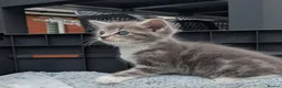 Mixed Breed cats for sale: Need Sale ASAP 3 Kittens & 2 Cats Available  in Gloucester - Advert 24