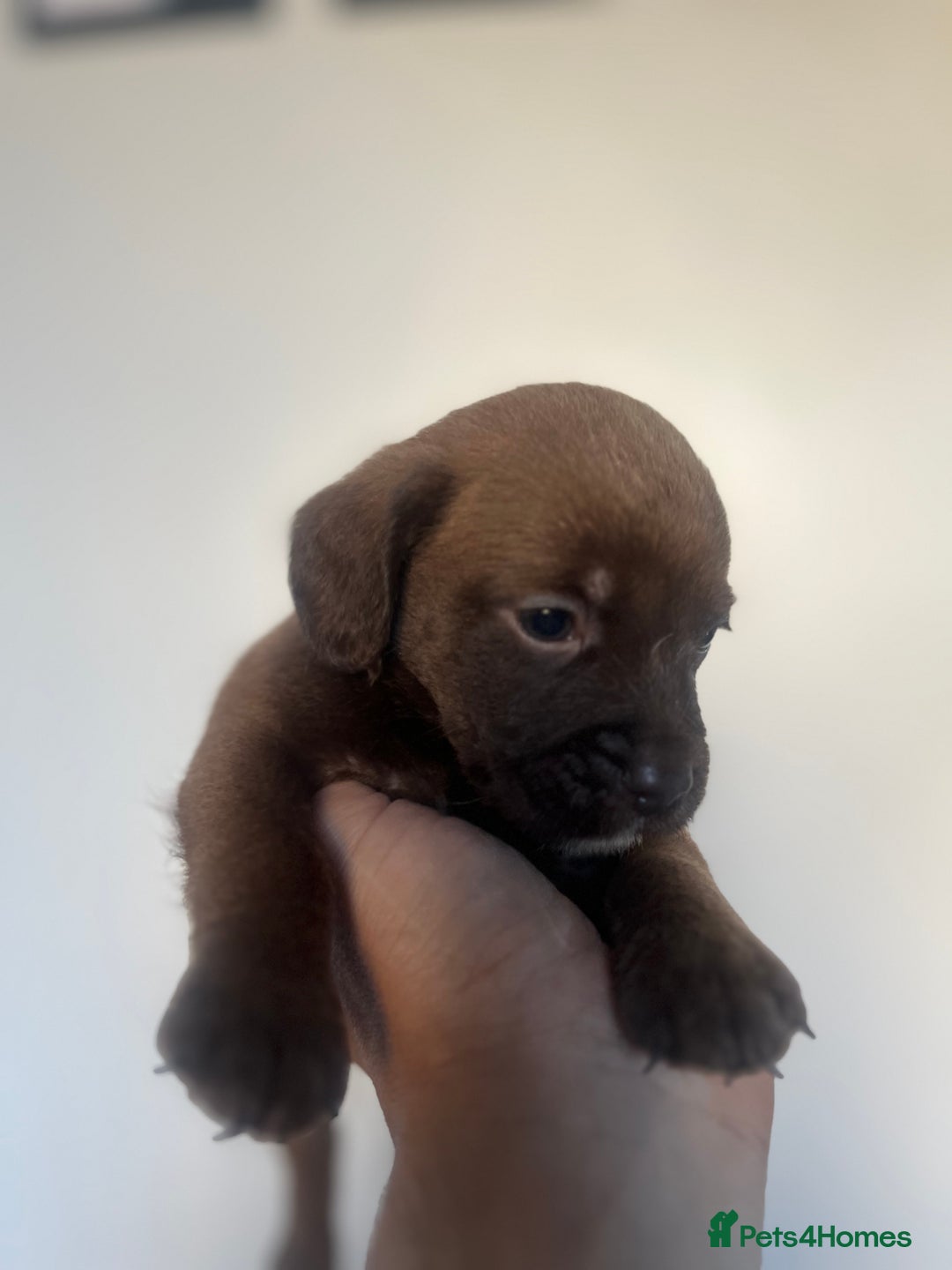 Cockapoo dogs for sale: Adorable cockapoo cross reduced last 2  - Image 11