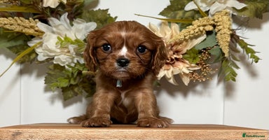 Cavalier King Charles Spaniel dogs - Advert 1