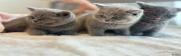 British Shorthair cats for sale: GCCF registered kitten - Advert 19
