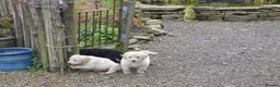 Labradoodle dogs for sale: Lovely Labradoodle Puppies - Advert 8