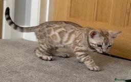 Bengal cats for sale: 🩶Stunning Silver Mink🩶 Bengal Male TICA Reg - Image 3