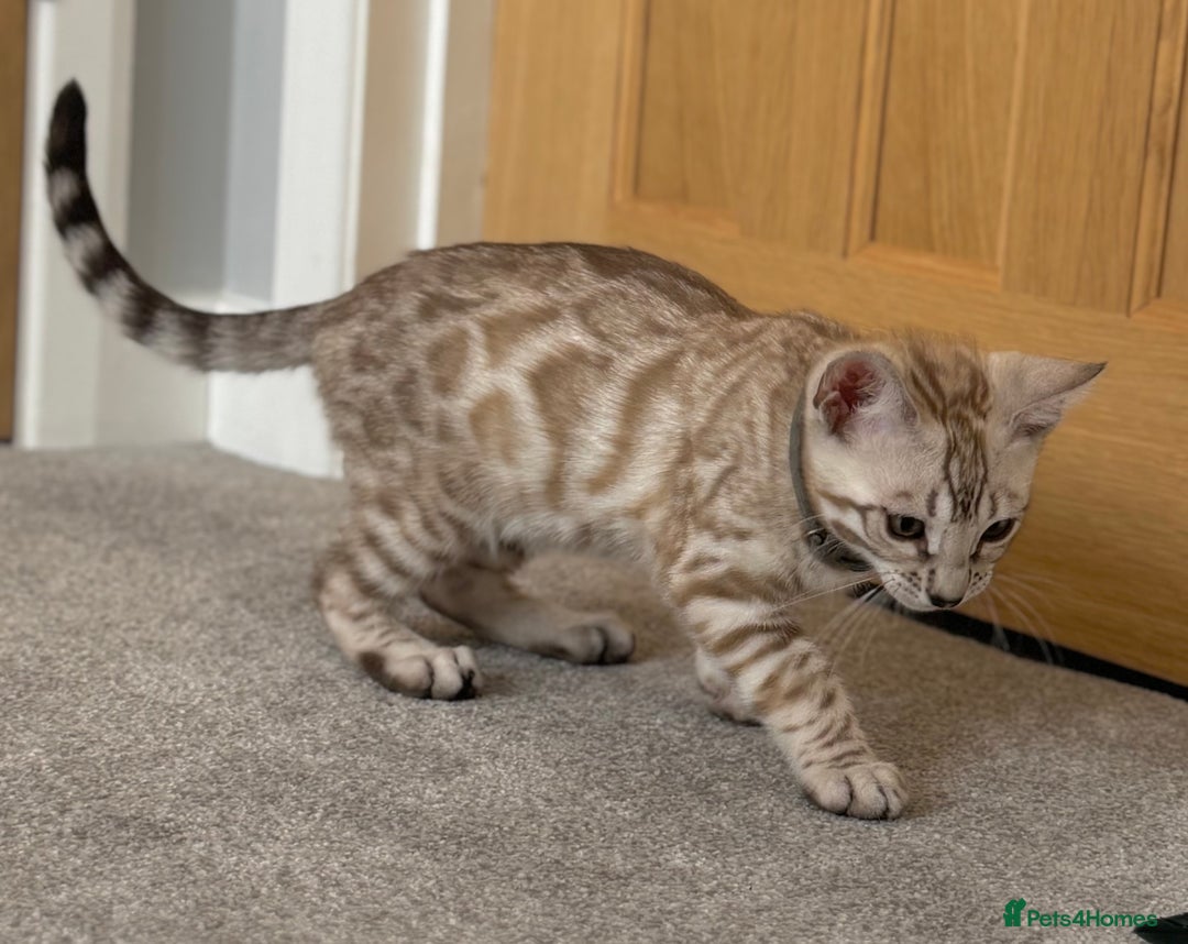 Bengal cats for sale: 🩶Stunning Silver Mink🩶 Bengal Male TICA Reg - Image 3
