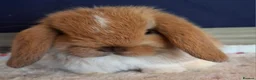 Mini Lop rabbits for sale: Mini lop buck - Advert 7