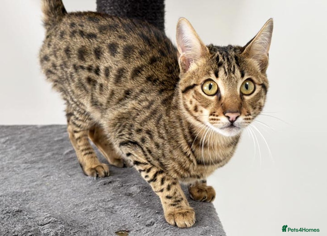 Savannah cats for sale: Three beautiful F5 SBT Savannah sisters - Advert 9