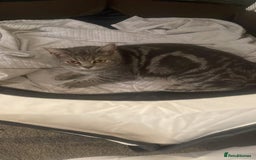 British Shorthair cats for sale: Beautiful British shorthair X Persian kittens  - Image 3