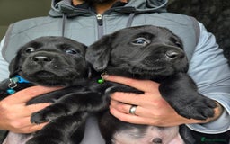 Labrador Retriever dogs for sale: Black and chocolate labrador puppies - Image 1