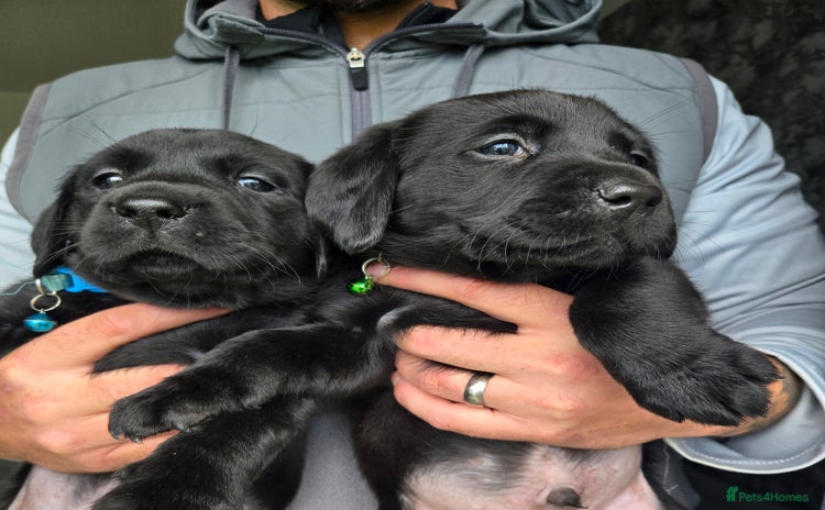 Labrador Retriever dogs - Advert 1
