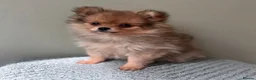 Pomeranian dogs for sale: RUSSIAN CHAMPION KC FEMALE POMERANIAN  - Advert 10