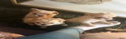 French Bulldog dogs for sale: Teddy bear Floodle pups  in Manchester - Advert 7