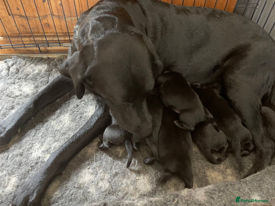 Labrador Retriever dogs for sale: Beautiful black Labrador pups - Image 6