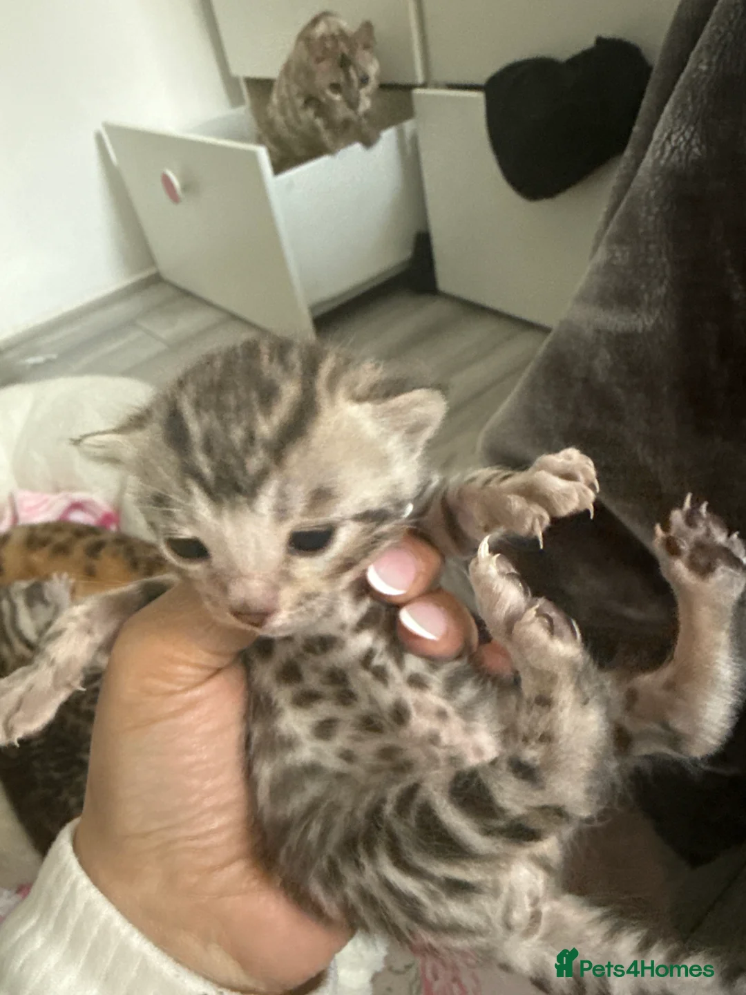 Bengal cats for sale: ✨ Exceptional Pure TICA Reg Bengal Kittens ✨  - Advert 2