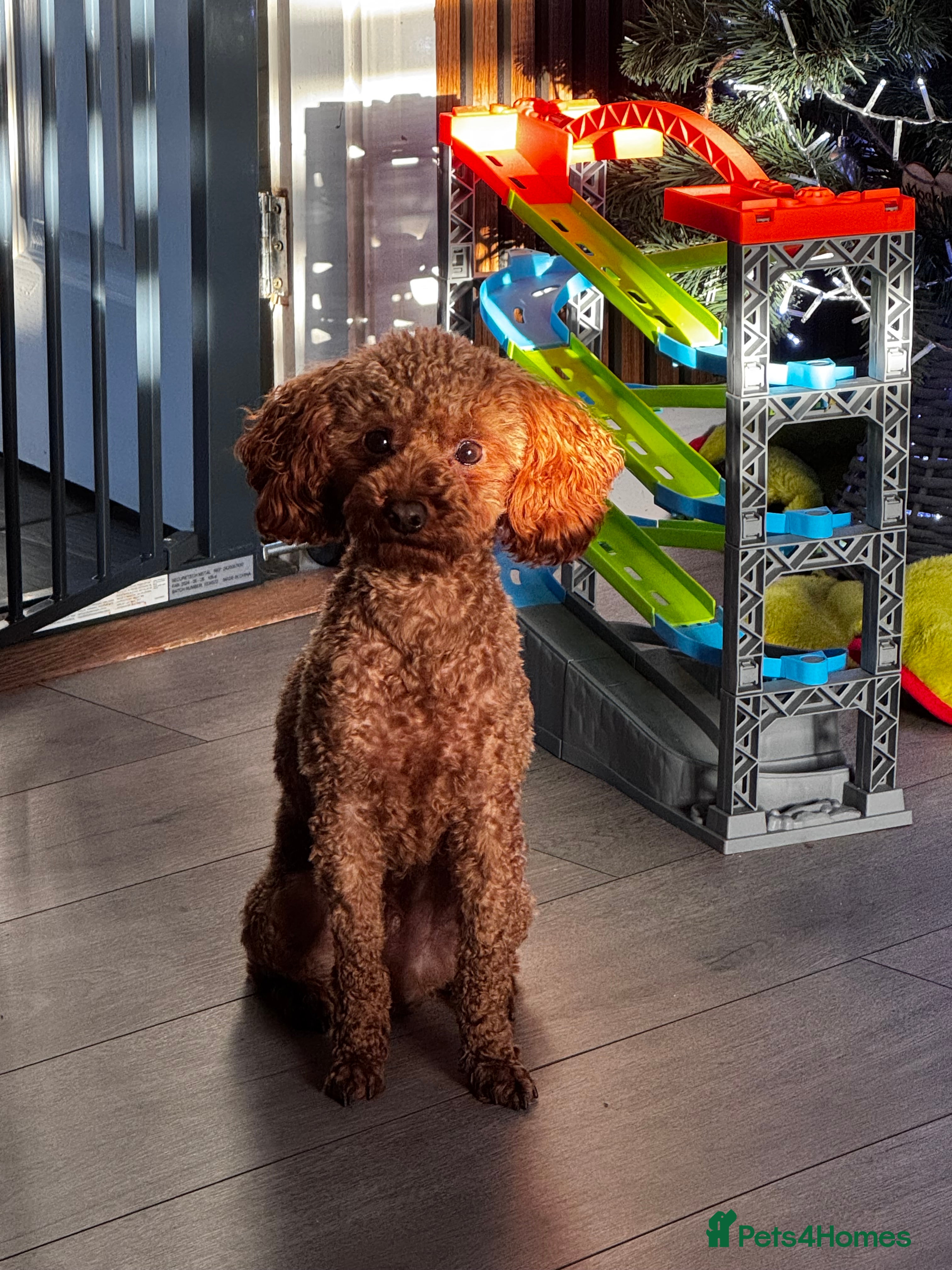 Toy Poodle dogs Vinnie the little king ❤️ - Advert 1