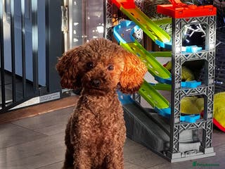 Toy Poodle dogs Vinnie the little king ❤️ - Advert 19