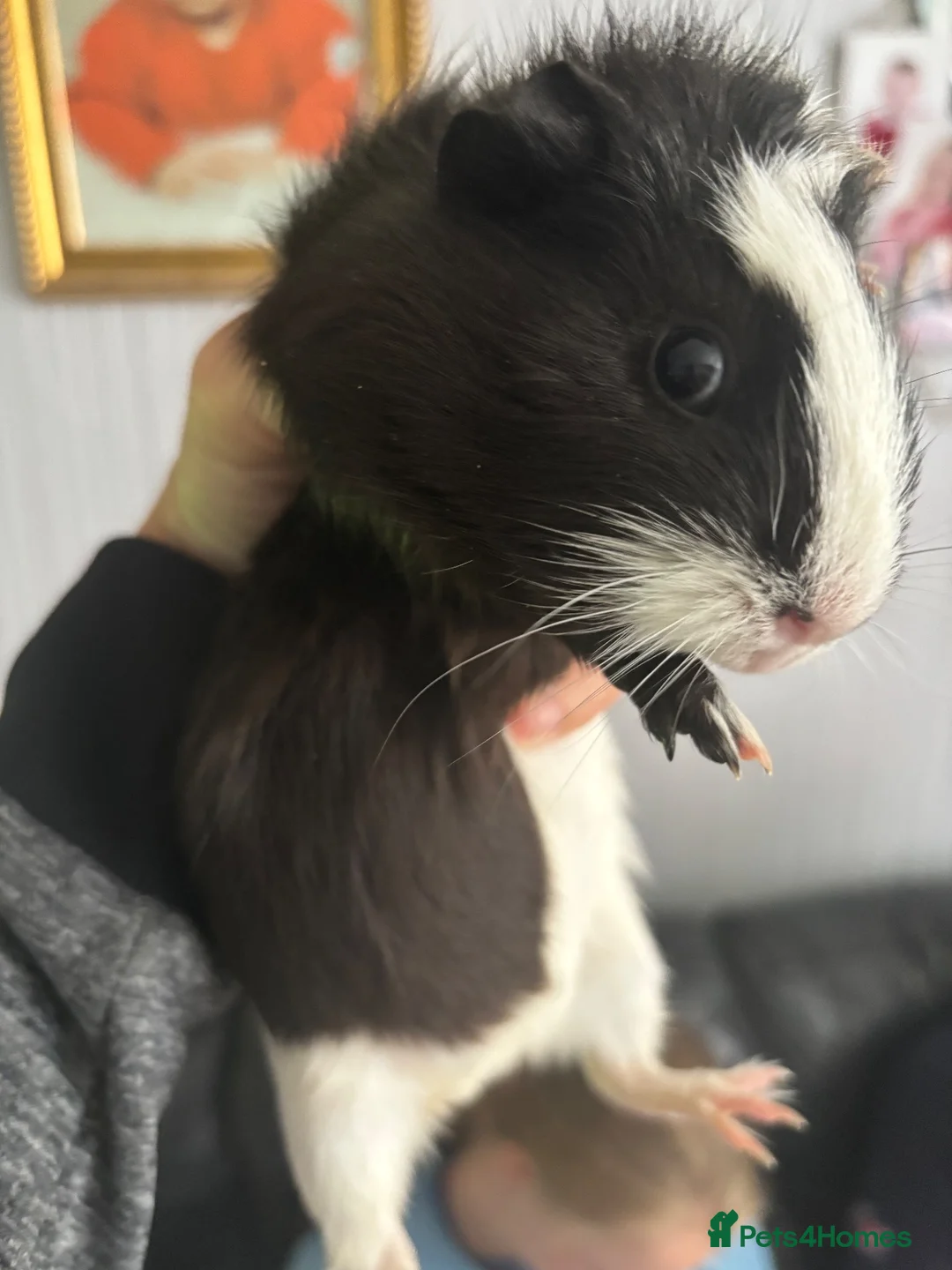 Guinea Pig rodents for sale: Baby guinea pigs for sale  - Advert 2